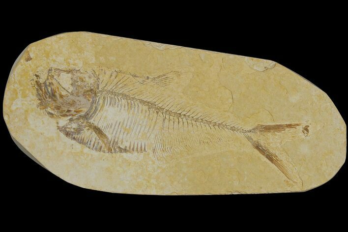 Fossil Fish (Diplomystus) - Wyoming #183176